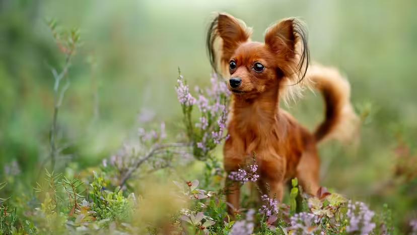世界上体型最小的犬种排名,世界上最小的犬种是什么犬