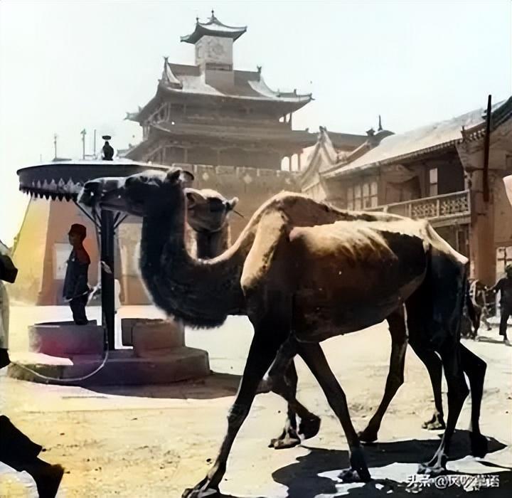 归化城马市上马匹的种类与税收情况