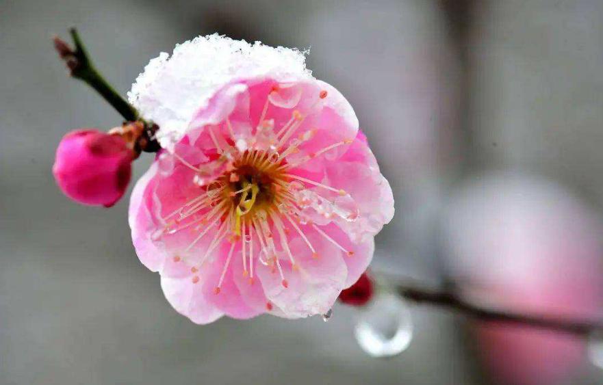 与梅并作十分春的上一句是什么,与梅并作十分春阅读理解答案