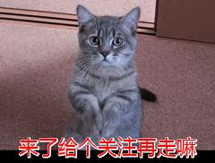 老祖宗严选的猫,老祖宗传下来的选猫秘诀