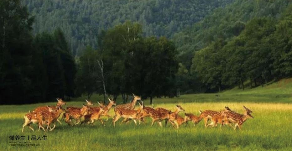 怎么样才能买到优质的鹿茸呢,鹿茸价格多少一斤怎样才能买到