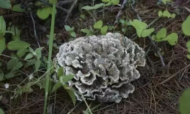 爱的魔力转圈圈蘑菇头,爱的魔力转圈圈彩虹伞