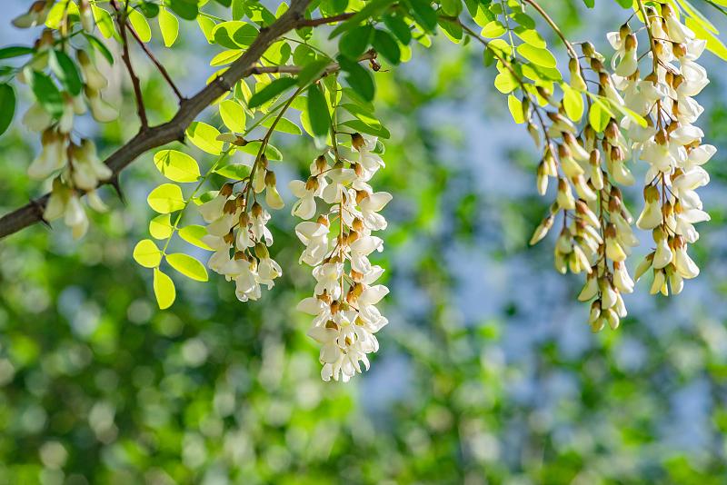 每日鉴赏|宋诗《立夏》