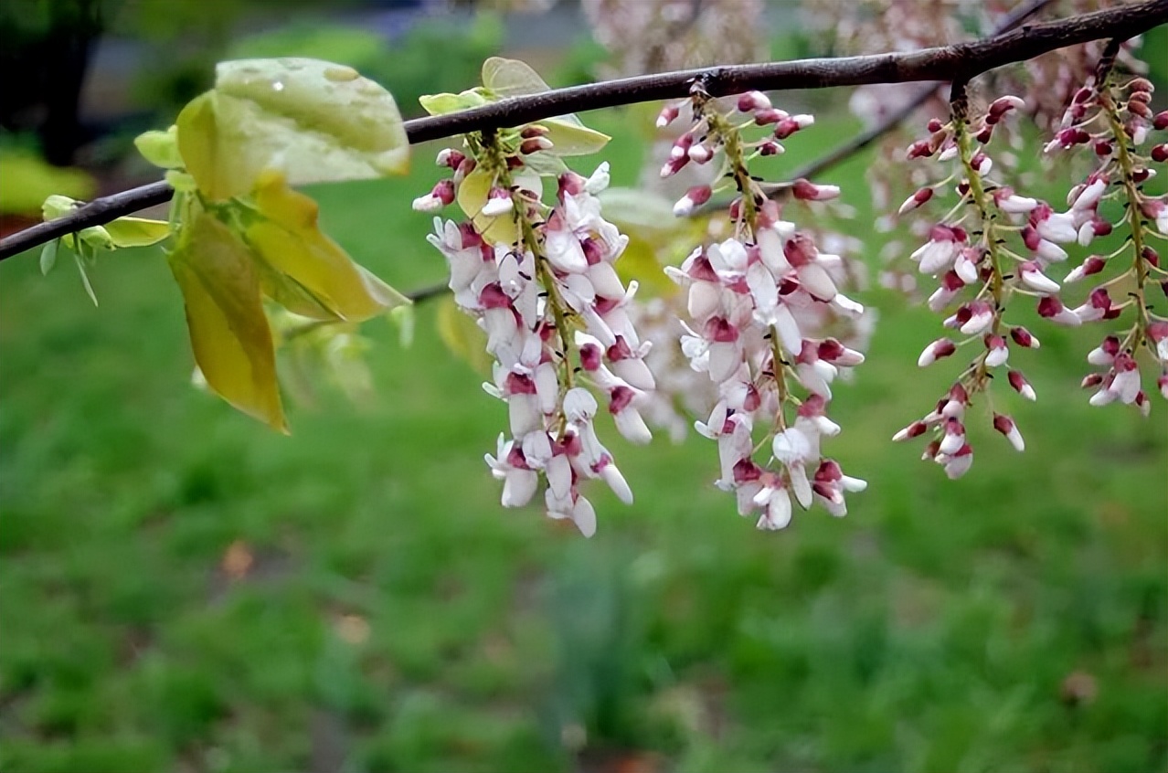 南方人爱不够的紫荆花，北方人懵了：“这哪儿是紫荆花啊？”