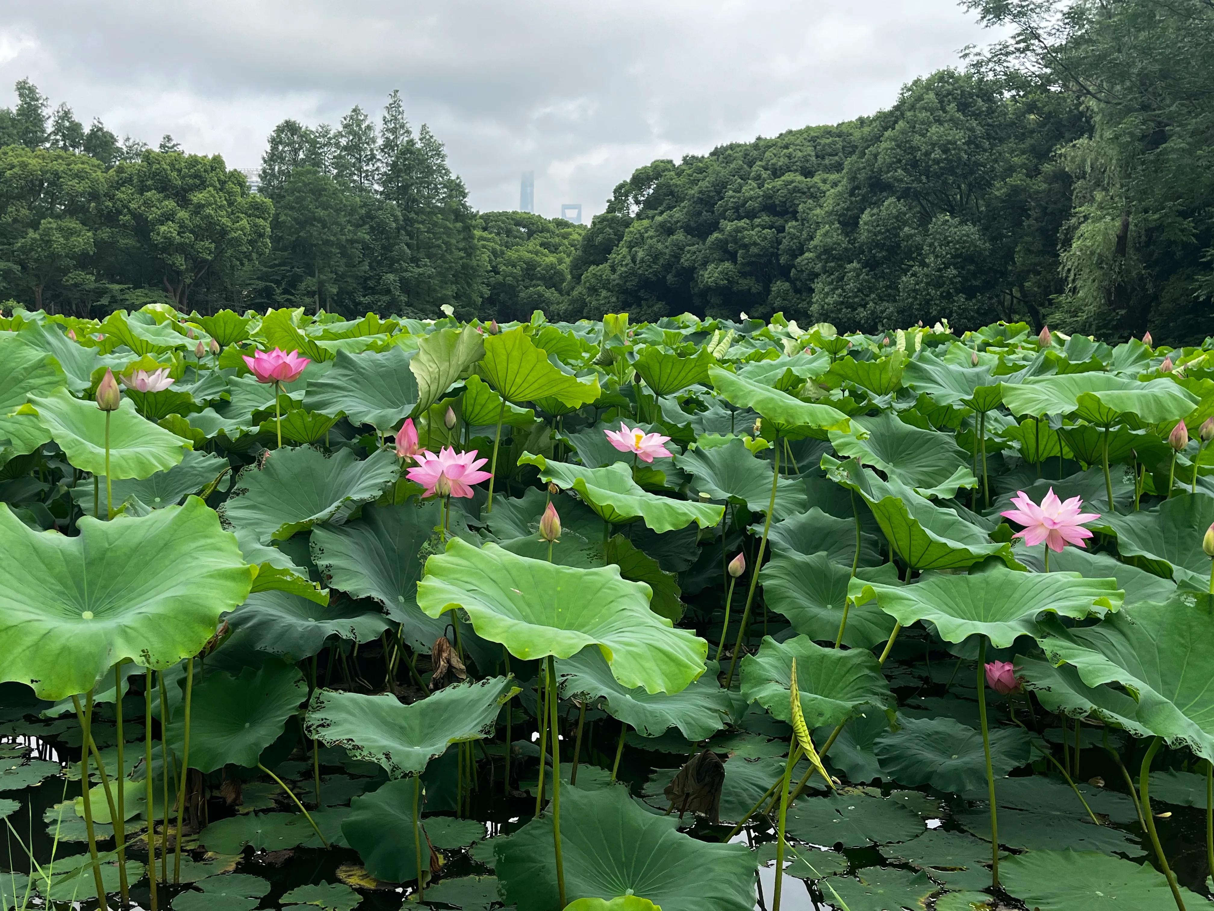 上海免费游玩的地方,上海免费游玩的地方推荐
