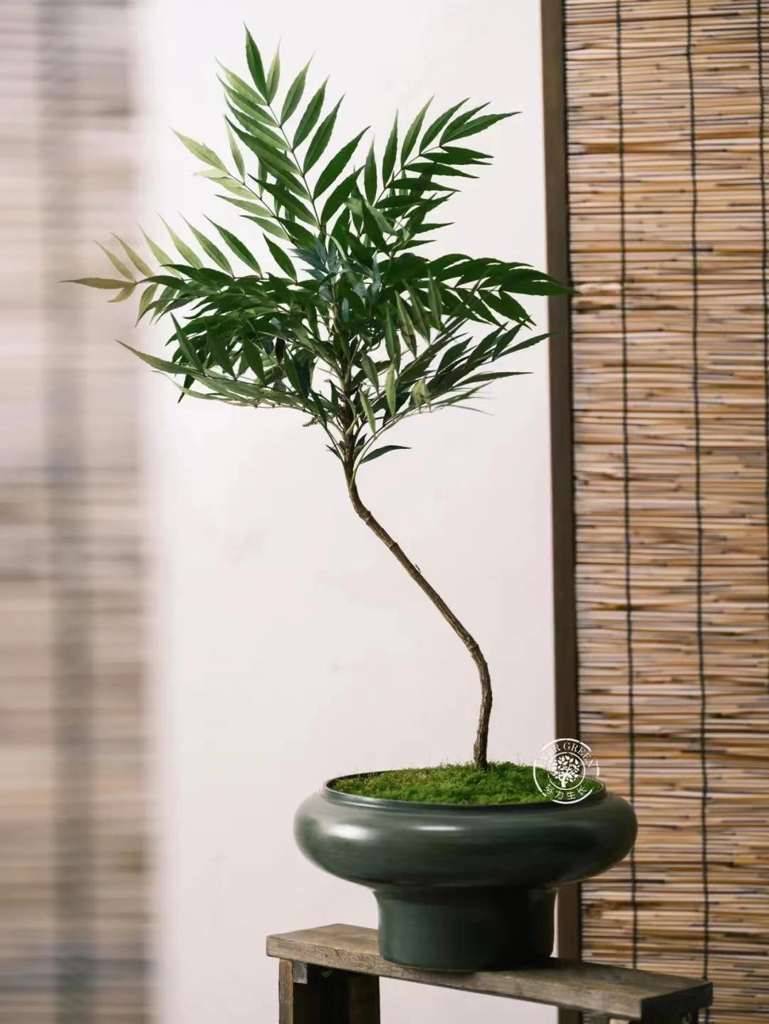 阔叶十大功劳和狭叶十大功劳,十大功劳为什么叫十大功劳