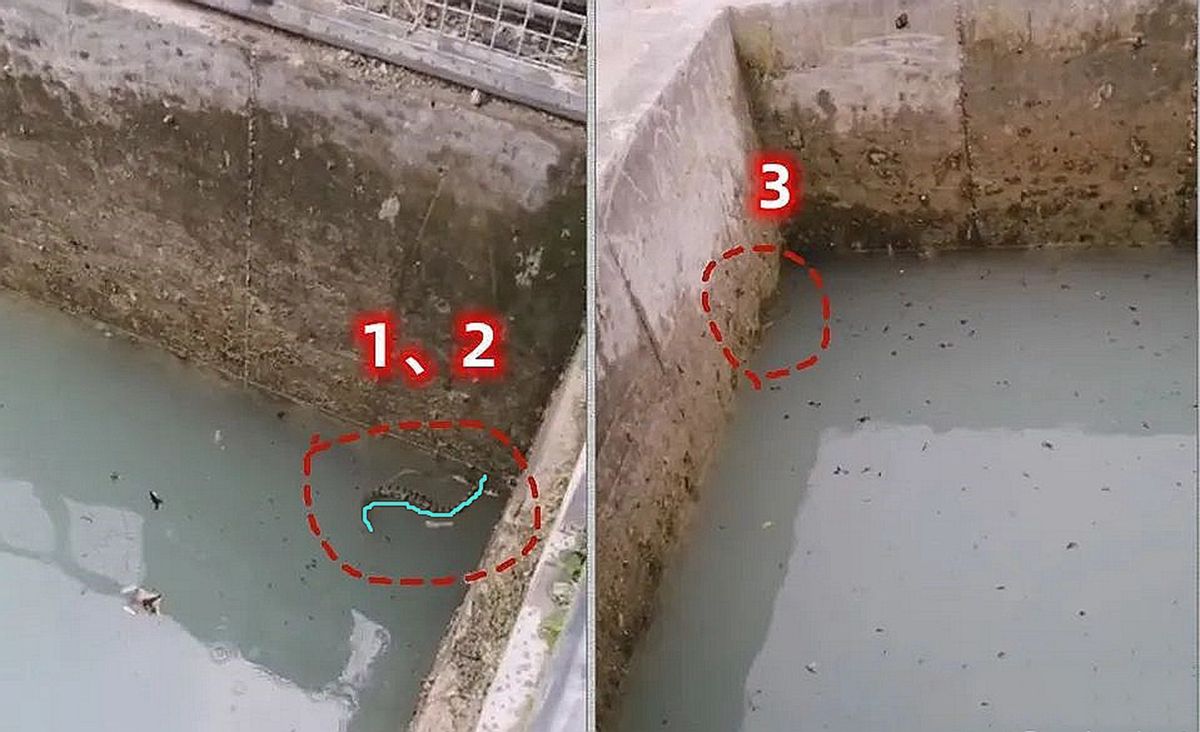 头皮发麻的蛇类,十堰水池惊现一窝蛇