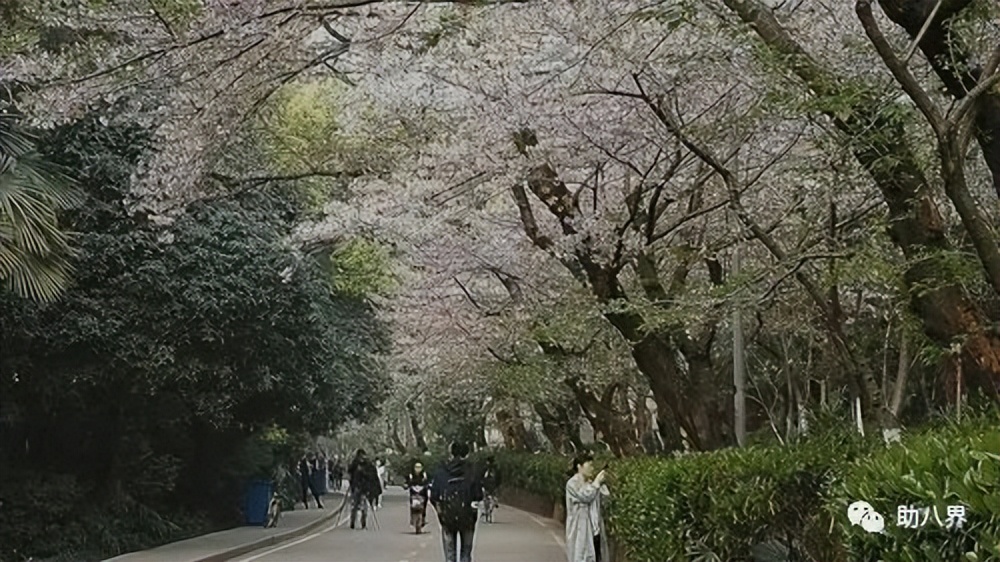 武汉十大旅游景点排名,武汉江夏网红打卡景点大全