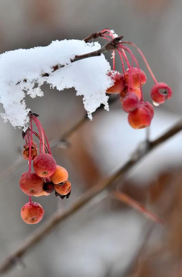 春雪散文随笔,初冬的雪散文