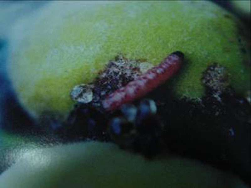 荔枝里面的虫子吃了对人体有害吗,现在胖东来荔枝还有没有虫子