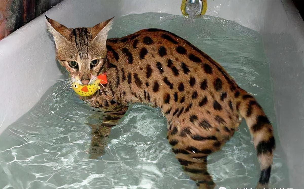 这几种猫不要养,哪几种猫便宜又好养