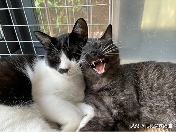 为什么猫咪养着养着就瘦了,猫咪为什么养着养着就发黄了