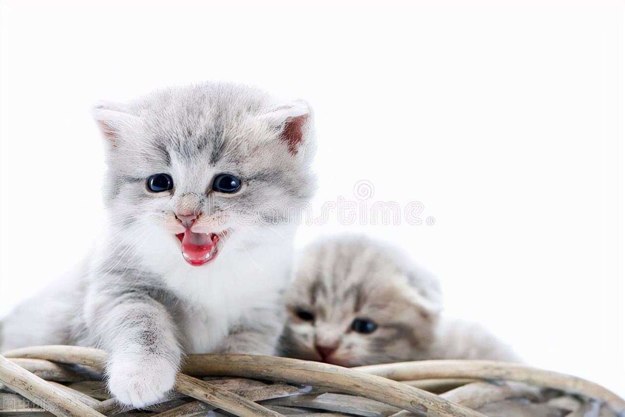 家里的猫咪一直跟着我,猫咪对着主人喵喵叫是什么意思