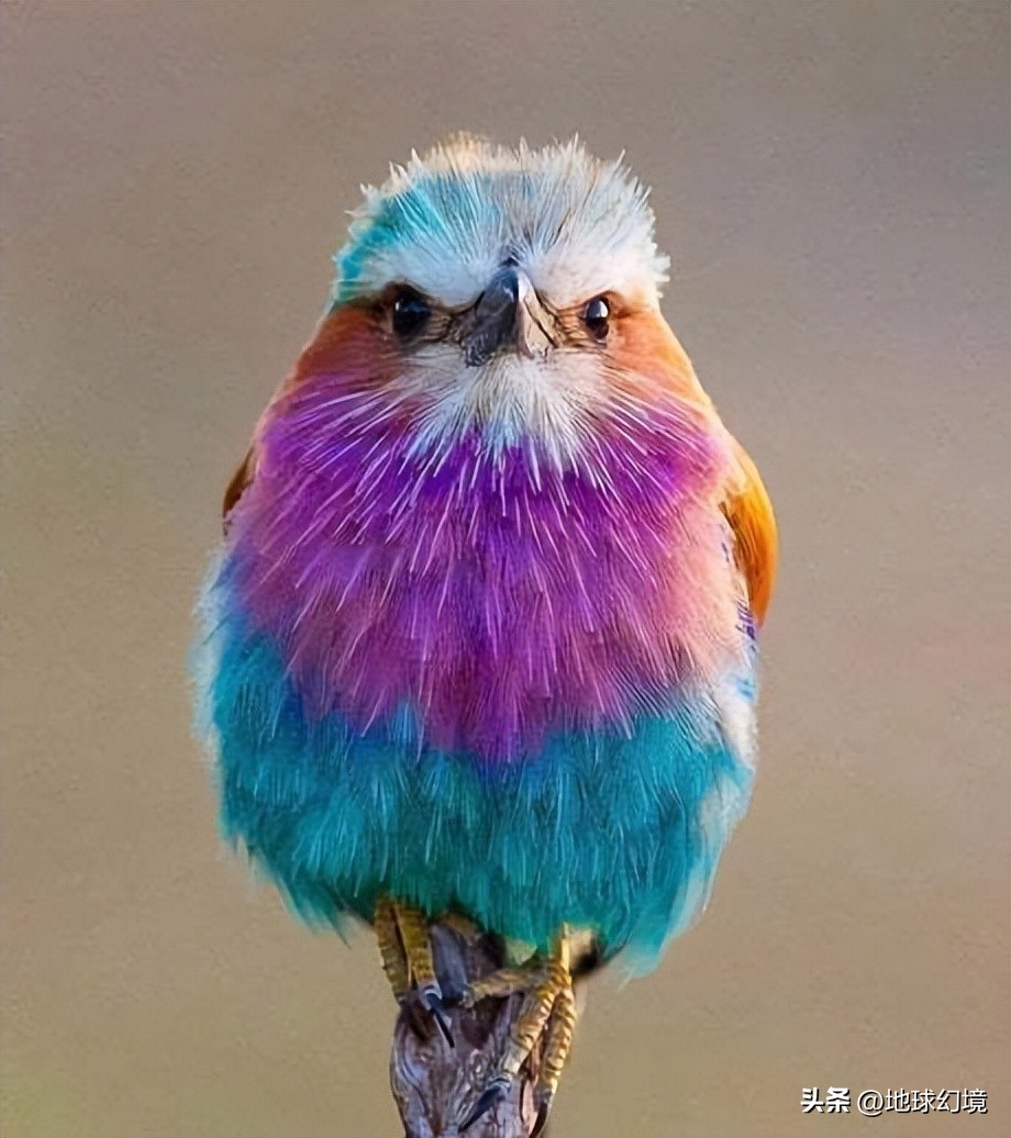 10种最罕见的神秘生物,35种罕见生物照片