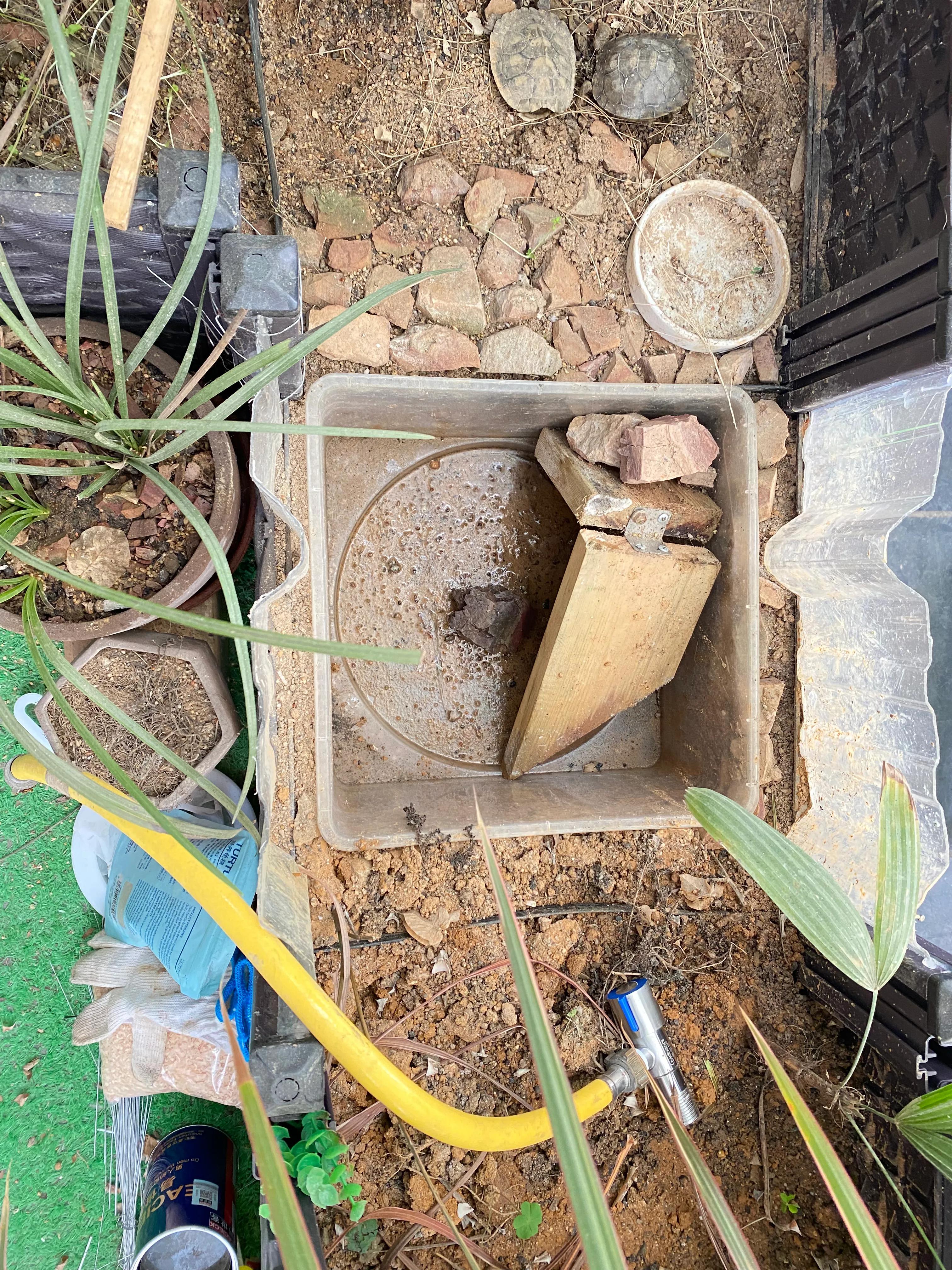 简易养龟生态池布置,生态养龟的设施