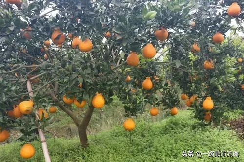 最火的橘子是什么橘子,柑橘排名第一的橘子