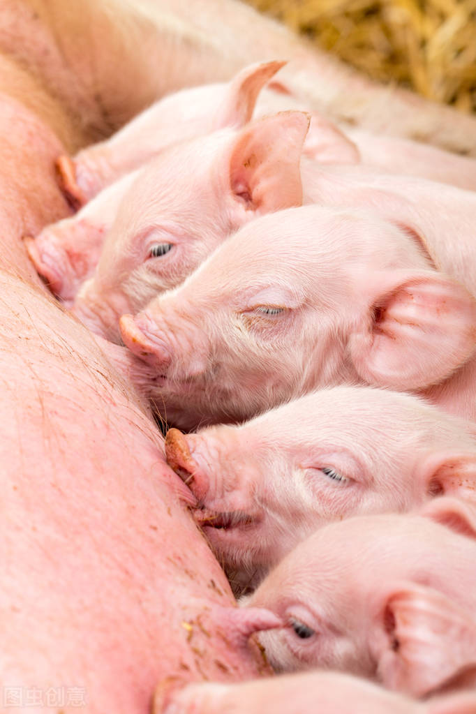 后备母猪多少斤开始喂后备母猪料,怎样喂养母猪才能产多小母猪