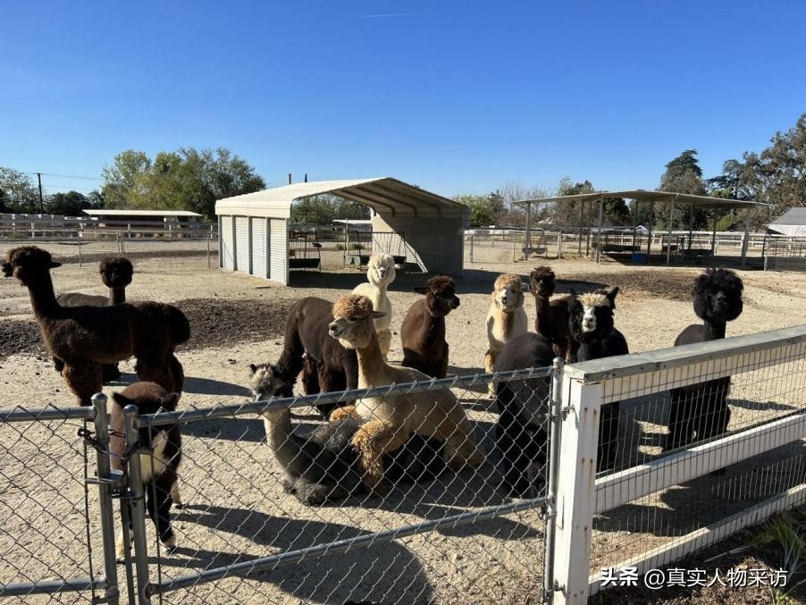 我，36岁财务自由，在美国豪横买庄园买山，还买个农场养羊驼玩