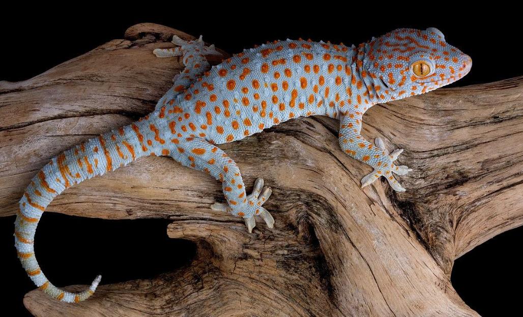 壁虎可怕,壁虎很可怕