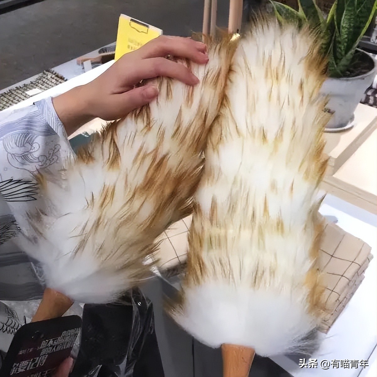 养猫的100个怪癖,养猫变态