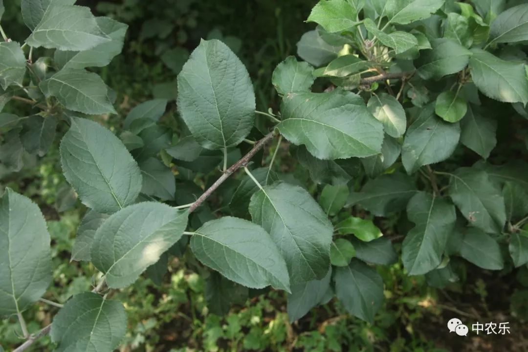 叶片凋落受什么因素影响,叶片黄化脱落怎么回事