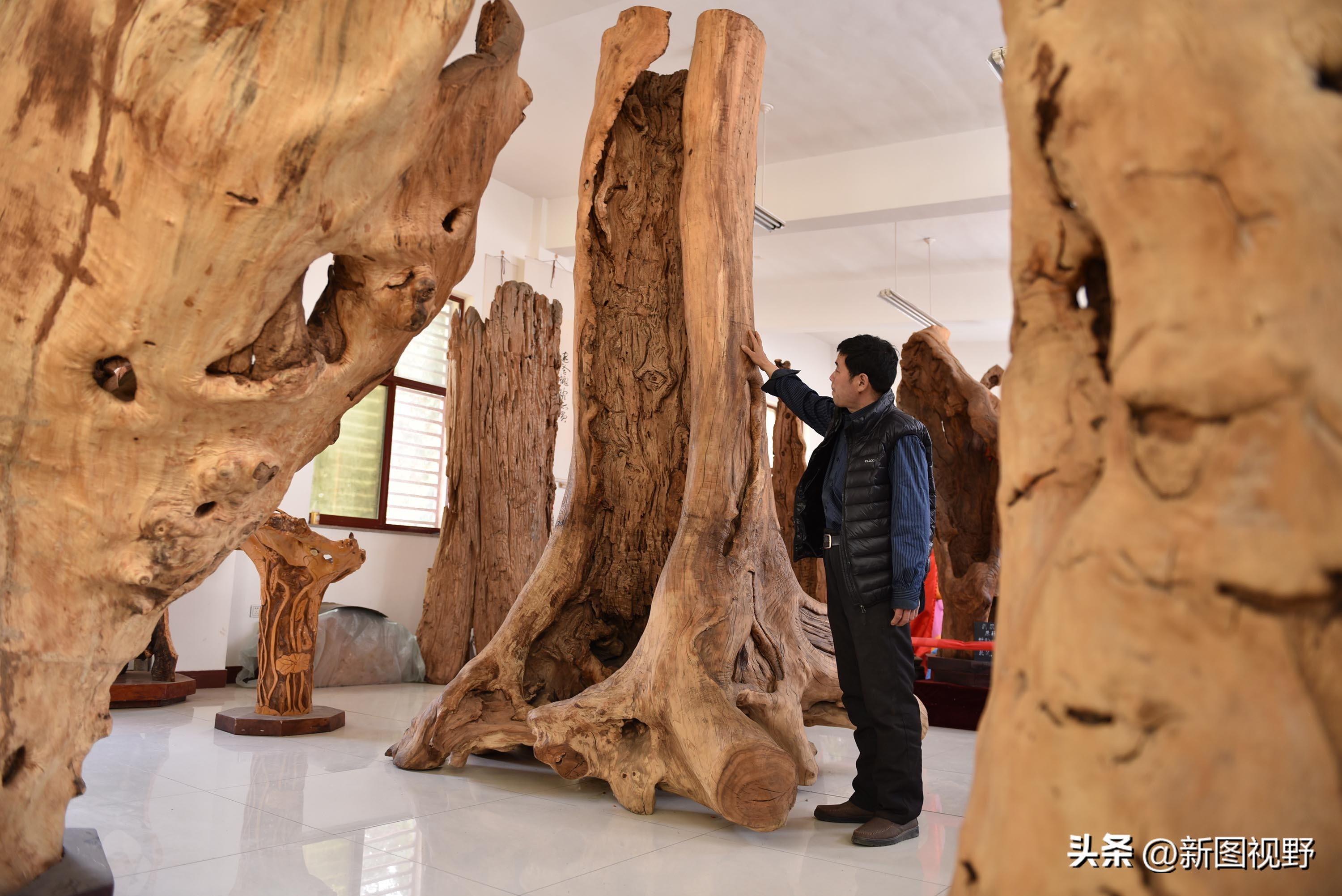 55岁农民，花60万买了一堆古树，每天做着发财梦，睡到自然醒