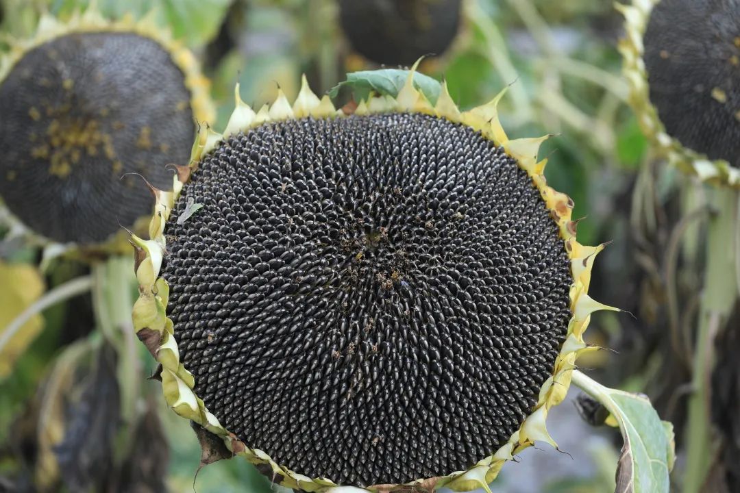 中国味儿,恰似那把瓜子