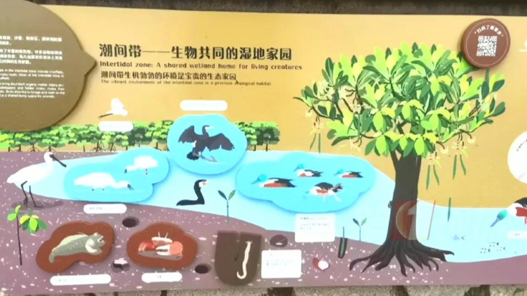 全国罕见！深圳湾公园引起轰动，只为一只鸭