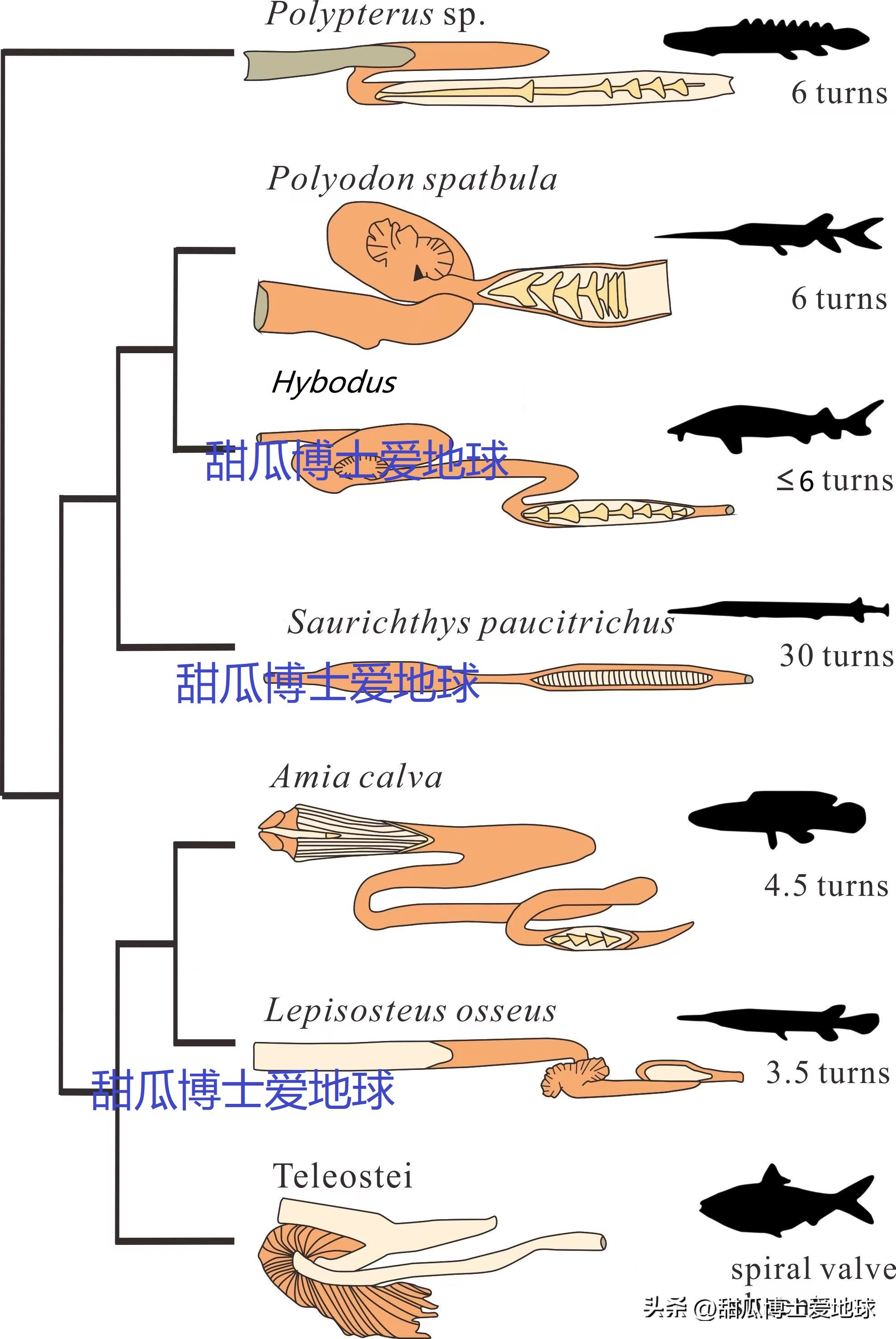 人类通过虎鲸发明了什么,人类首次发现虎鲸什么时候