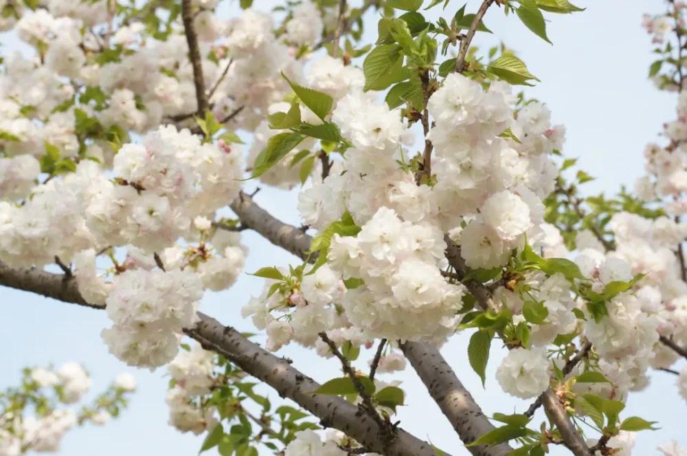 在温暖的春风里与樱花来场约会,赶在春天的末尾赴一场樱花之约