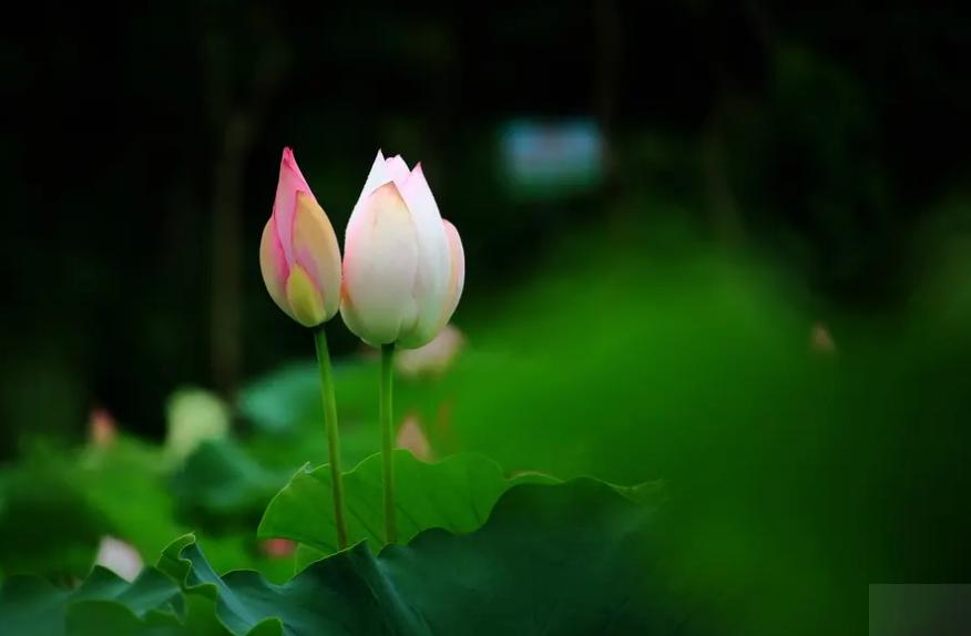 周嗣远|接天碧叶莹如玉，夕照芙蓉万朵花（原创荷之歌25首）