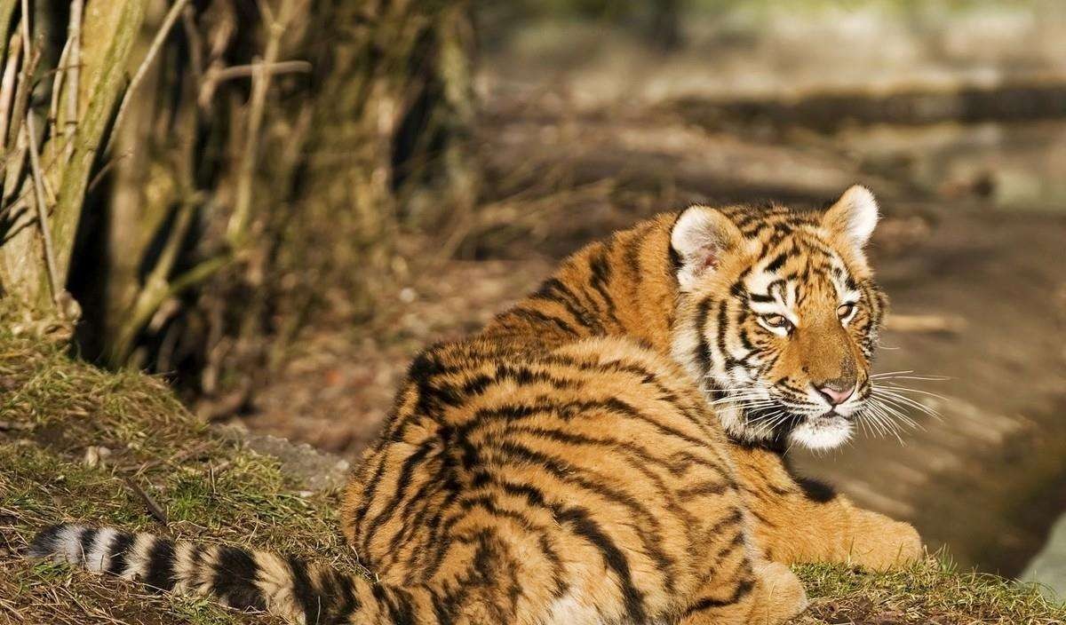 两只华南虎已能野外捕食,广东计划“放虎归山”,就不怕伤人?