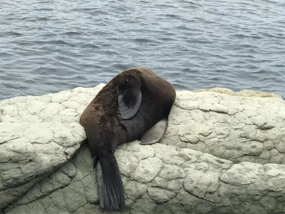 写给不被疫情束缚的心:用文字“云”游新西兰全境