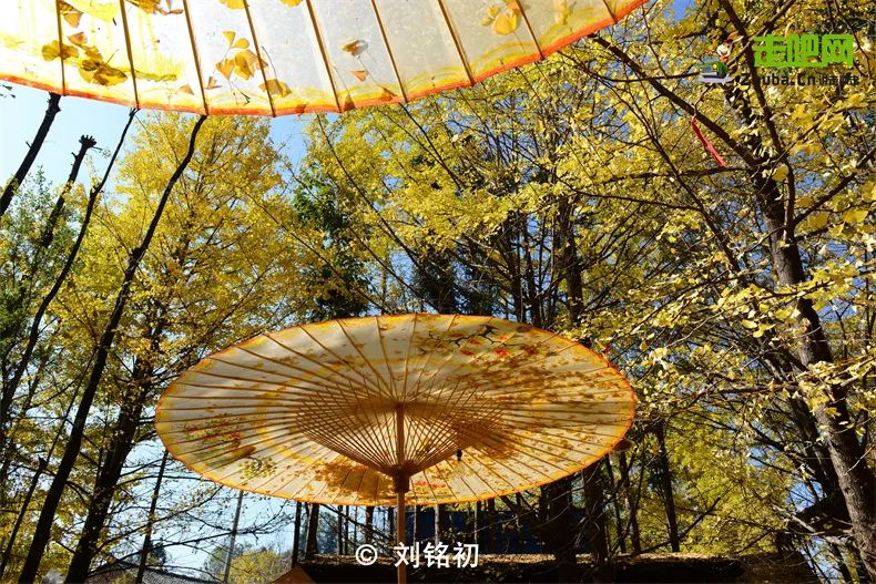 年度最佳22℃暖冬小城!全国唯一半城银杏,半城温泉!现在来刚好