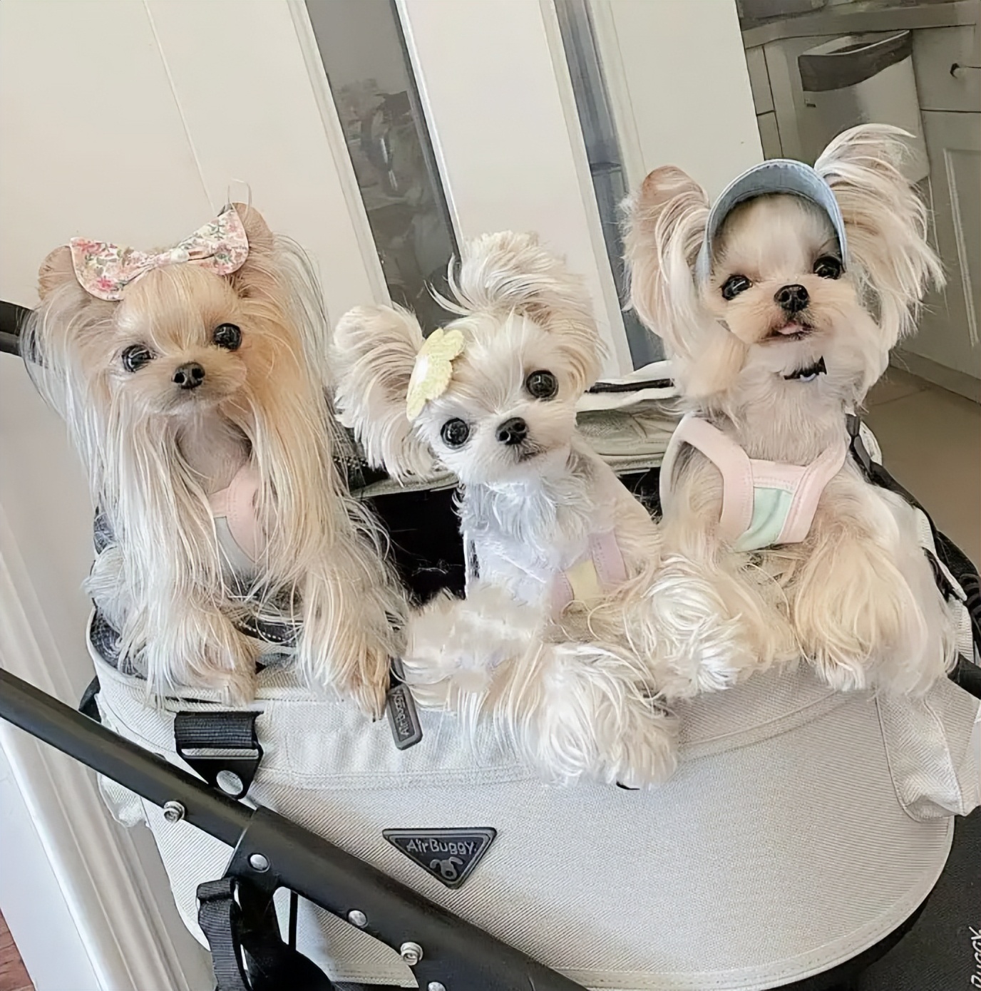 小型犬的品种大全100种,家庭养小型犬养什么品种好