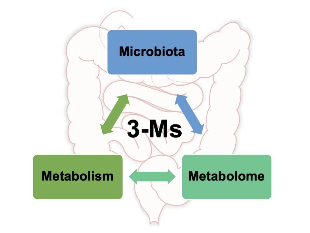 肠道微生物学最新研究,肠道微生物学基础知识