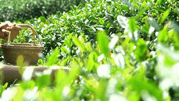 避暑游必去的地方,避暑推荐旅游攻略