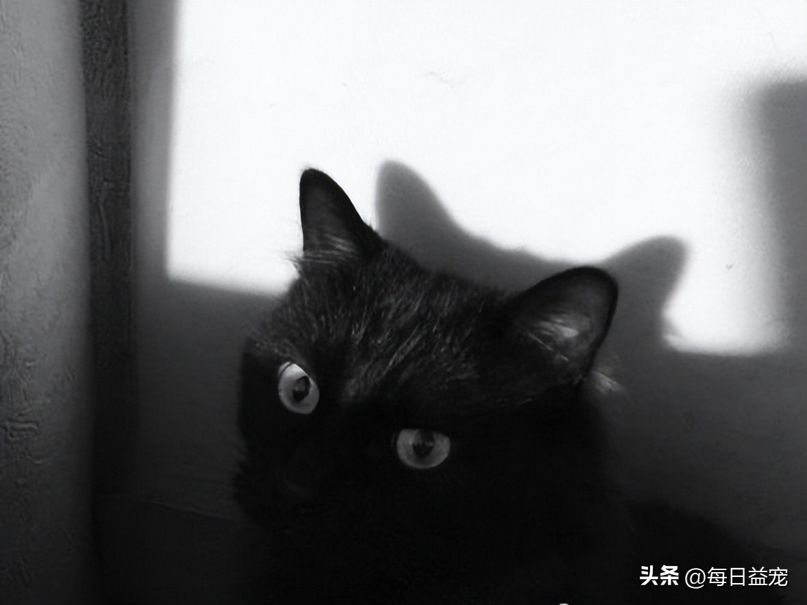 黑猫半夜炸毛扑向主人,流浪猫半夜咬主人的脸