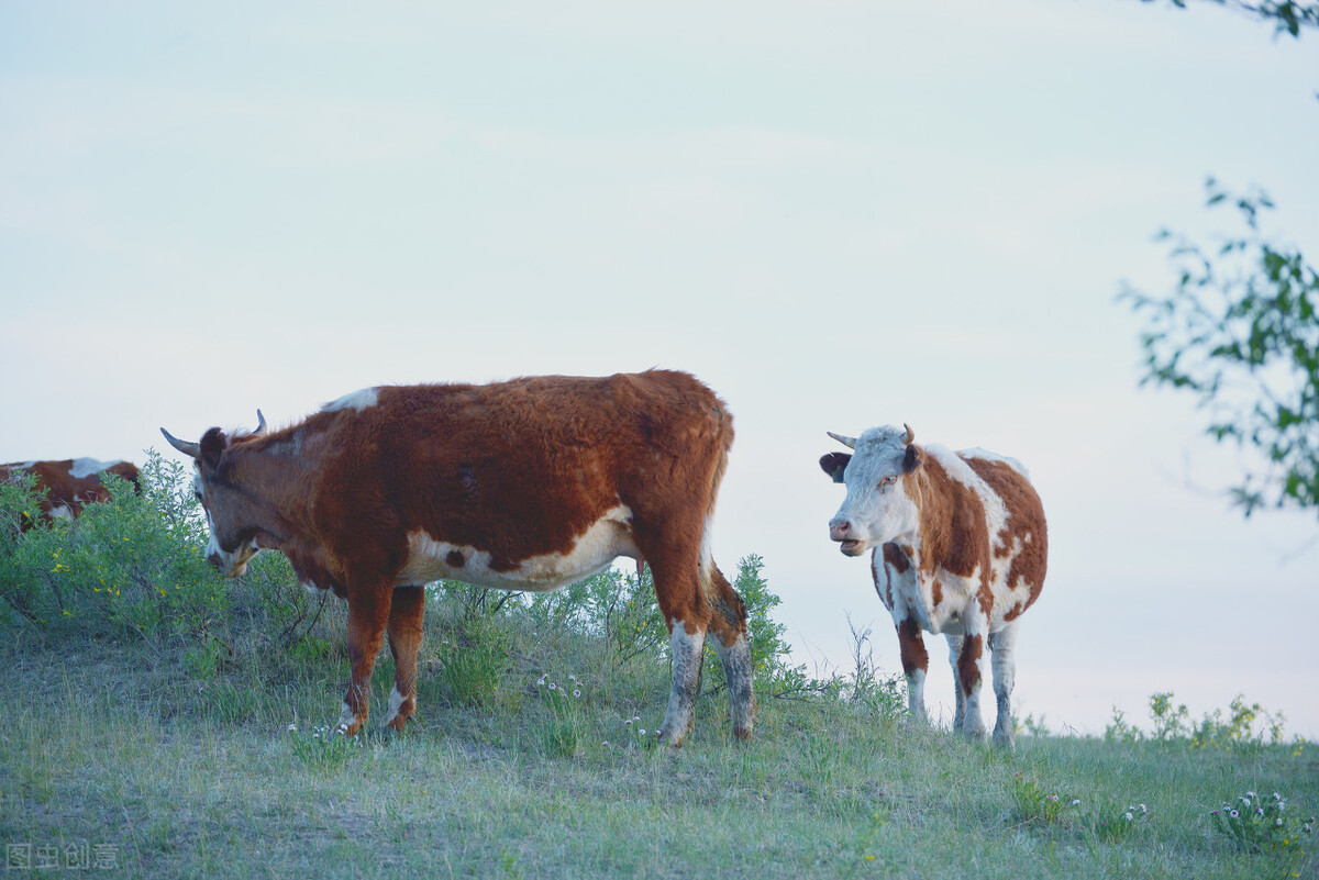 短文介绍了牛的哪些特点,说明文写一写牛的外形特点