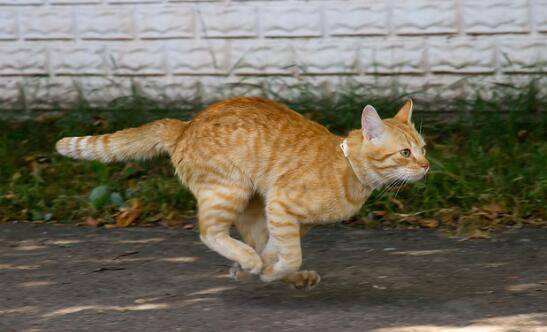 新手养猫必备猫咪行为语言大解读,猫咪16种求救信号养猫人必看