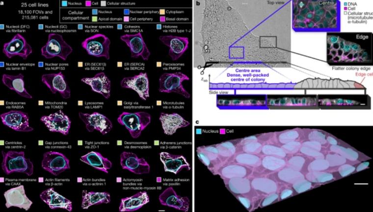 累计84位论文作者，科学家解开人类细胞真实面貌的秘密