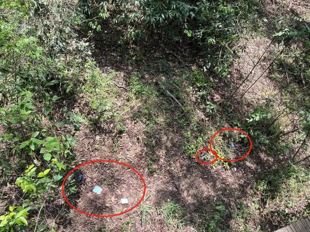 大象被铁链拴住,野象谷用针扎大象