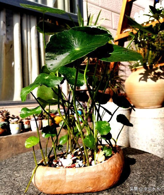 招财旺宅盆栽鸿运当头,绿植鸿运当头最宜摆放在什么位置