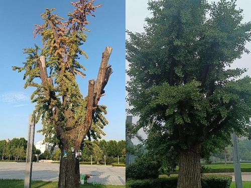 李义文：研制“植物疫苗”能把“死树”救活