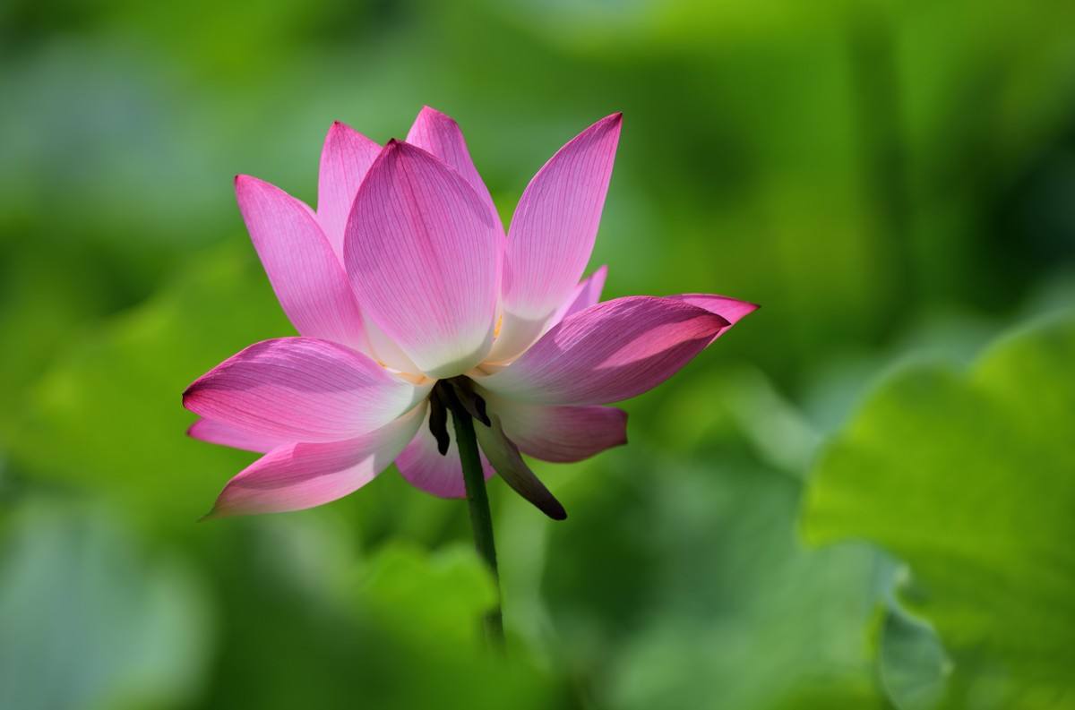 以物喻人作文五年级荷花,五年级作文夏天的荷花