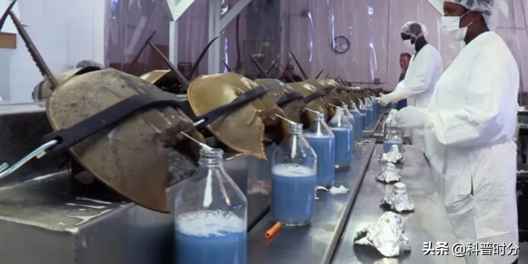 4亿岁生物被疯狂抽血,4亿多年蓝色血液引人类陷入绝境