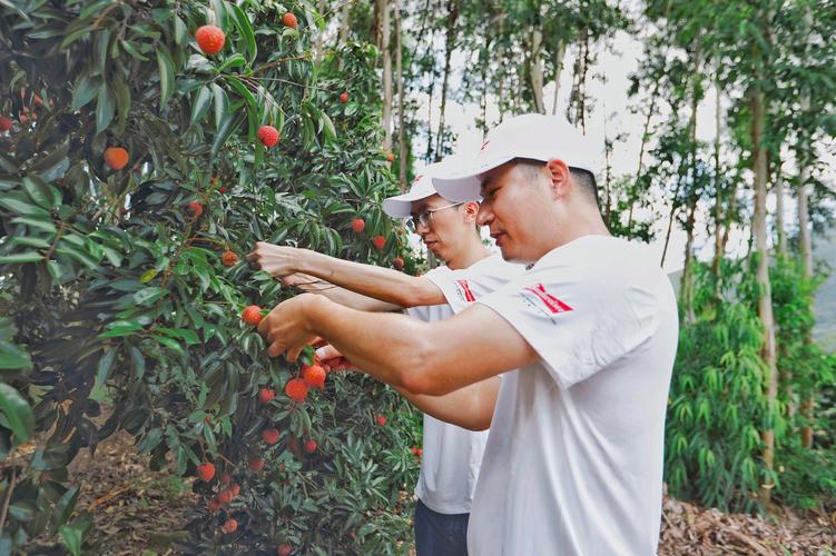 今天妃子笑荔枝零售价多少钱一斤,妃子笑荔枝收购价