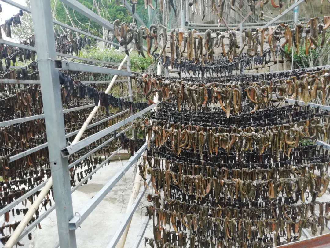 如果水蛭吸到了人物会怎么样,如果水蛭进了身体吃什么药