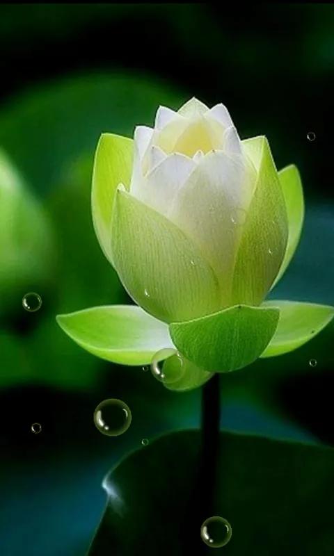 莲花图片大全唯美禅意心境,唯美莲花意境图片静心