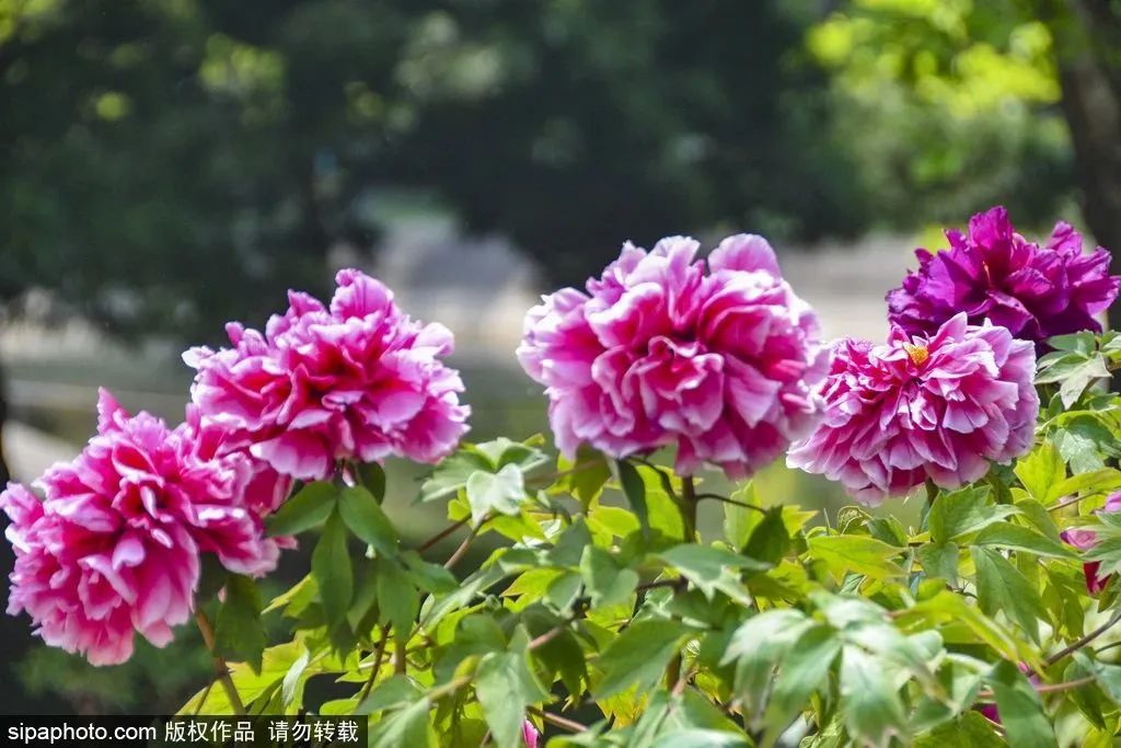 谷雨的到来意味着暮春已至,暮春初夏到谷雨